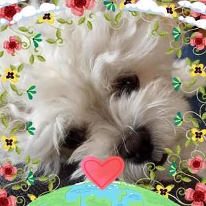 Meet your Posher, Wanda